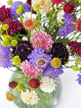 200 Seeds Pincushion Formula Mix Us Seller - $13.18