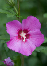 FREE SHIPPING Hibiscus syriacus Violet Satin Rose of Sharon 10 Seeds - £14.38 GBP
