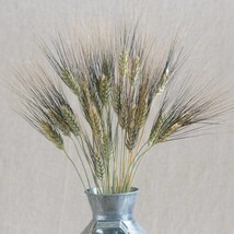 Black Tip Wheat Ornamental Grass Seeds Triticum Durum 30 Seeds Fresh Gar... - $29.90