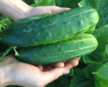 50 Seeds Spacemaster 80 Cucumber Seeds Heirloom Organic Non Gmo Fresh Fa... - $8.99