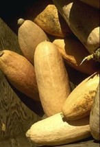 Best 25 Jumbo Pink Banana Squash Perilla Frutescens Heirloom Winter Vegetable Se - £13.29 GBP