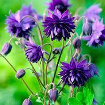 25 Blue Barlow Columbine Aquilegia Seeds Perennial Flower - £14.30 GBP
