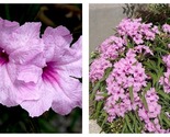 3 Live Plants Dwarf Mexican Petunia Pink Katie&#39;s Dwarf Ruellia Brittoniana - $64.93