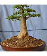 Baobab Tree Adansonia Digitata Bonsai Favorite Sacred Flowering Tree 10 ... - £20.41 GBP