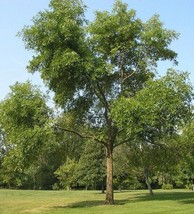 Green Ash Tree Plant Seeds  (Fraxinus Pennsylvanica)  20-500 - $2.65+