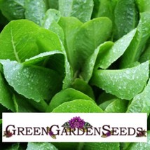 Romaine Lettuce Seeds Parris Island Cos Non Gmo 500 Seeds - £7.75 GBP