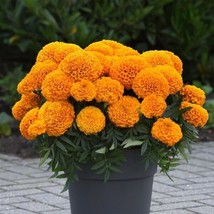 MARIGOLD SEEDS 25 SEEDS MARIGOLD MARVEL II ORANGE AFRICAN MARIGOLD SEEDS F1 - $22.48