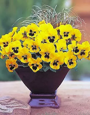 Pansy Nature Yellow Blotch 250 seeds - £28.90 GBP