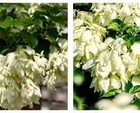 50 Seeds Mosaenda White Fresh Garden - $34.93