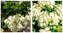 50 Seeds Mosaenda White Fresh Garden - £27.47 GBP