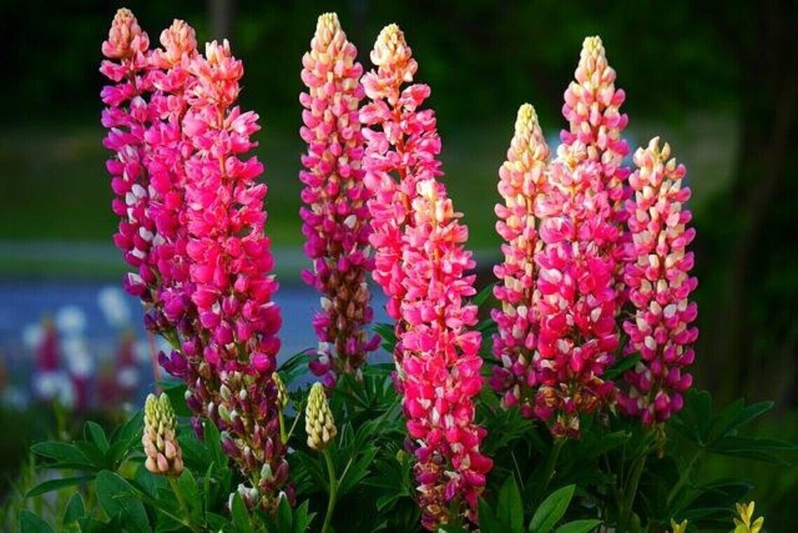 25 Pink Purple Orange Lupine Seeds Flower Perennial Flowers Hardy Seed F... - $9.78