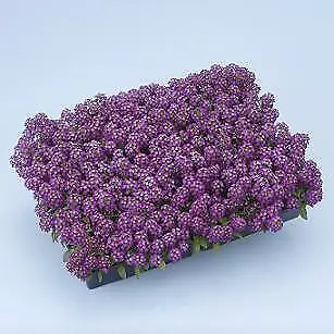 Alyssum Sweet Alice Purple 2,500 seeds - £24.81 GBP