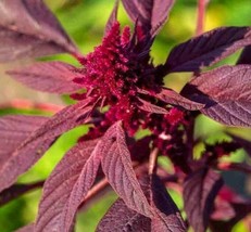 Grow In US Amaranth Seeds 1000+ &quot;&quot;Red Garnet&quot;&quot; Herb Garden Micro-Greens Non-Gmo - £6.59 GBP