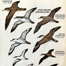 Light Bellied Shearwater Birds Varieties 1966 Color Art Print Nature ADBN1s - $185.08 MXN