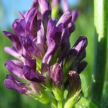 100 Cimarron Alfalfa Medicago Sativa Ground Cover Forage Purple Flower Seeds New - $14.90