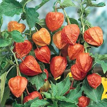 Japanese Lantern Seeds Physalis Alkekengi Franchetii 30 Seeds New Fresh ... - $4.80