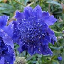 35 Deep Blue Pincushion Scabiosa Flower Seeds Perennial Fresh Seeds Fast Shippin - £18.26 GBP