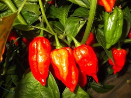 USA SELLER Ghost Pepper Bhut Jolokia Mega Hot Pepper Fresh New - £14.94 GBP