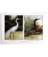 1927 Egret And Green Heron Bird Art Plate Color Book Print Wildlife Vint... - €17,16 EUR