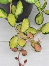 Hoya Australis  in 3 inch planted pot - $24.00