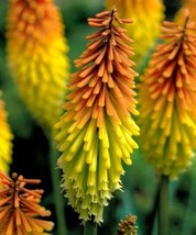 Fresh 25 Echo Mango Torch Lily Hot Poker Flower Seeds Seed 787 US Seller - £8.08 GBP