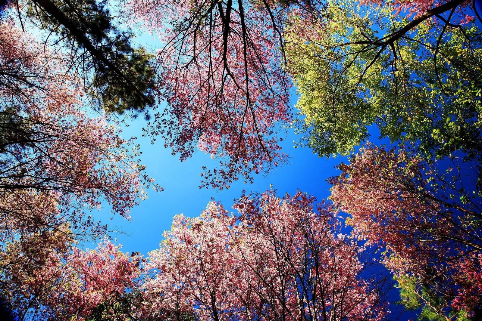 5 HIMALAYAN CHERRY Prunus Cerasoides Pink Flowers Red Fruit Tree Seeds Item image 4