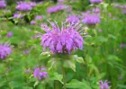 Lavender Heirloom Bee Balm / Monarda Flower Seeds 50 Seeds - £7.97 GBP