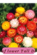 400 Seeds Strawflower Tall Double Mix Usa Healthy Growth - $38.73 MXN