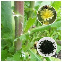 Opium Salat (Lactuca Virosa) 50+Samen International Versand* - £8.61 GBP