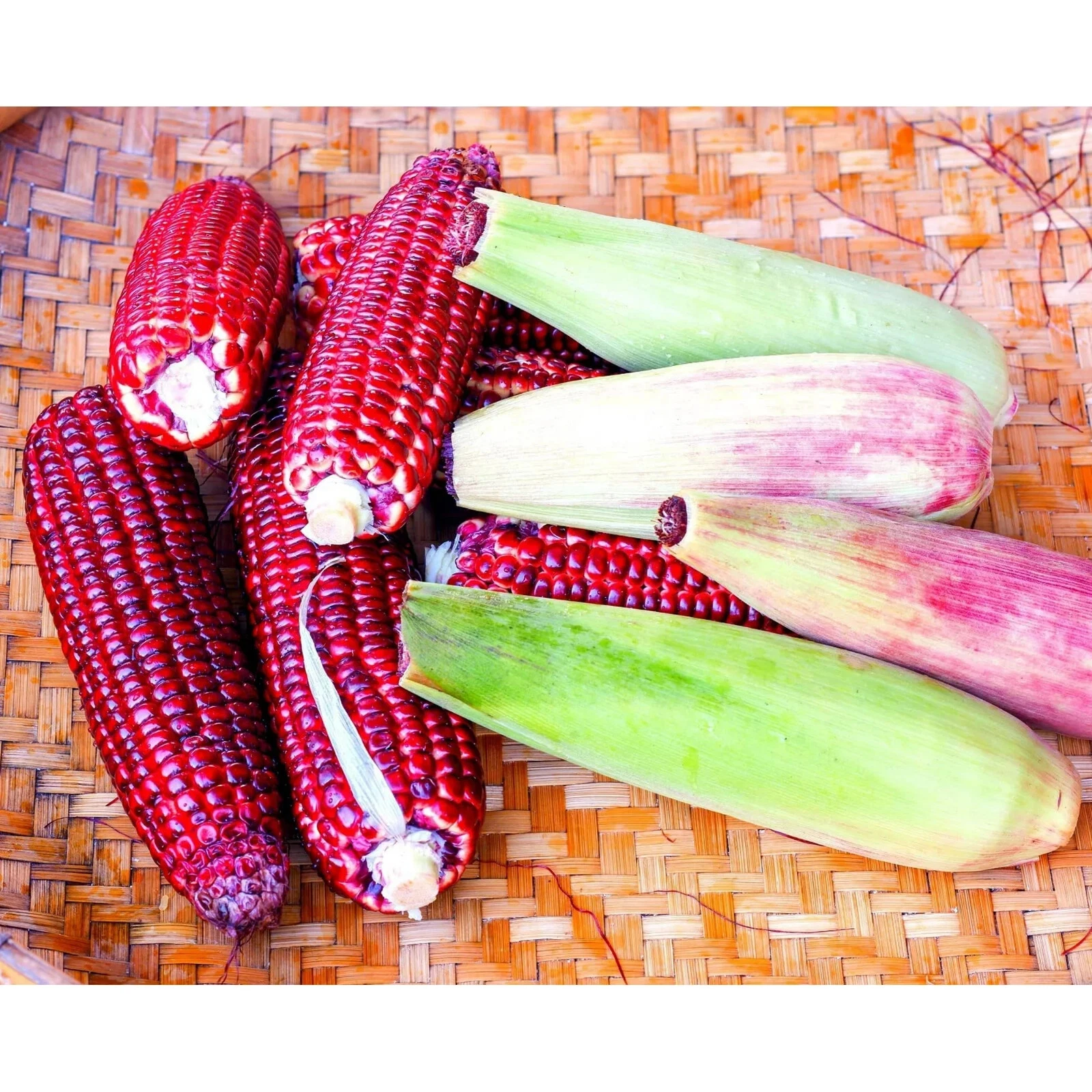 50pcs Bloody Butcher Corn Heirloom Seeds - Non-GMO, Open-Pollinated - $15.03