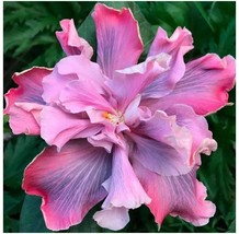 Marianne Charleton Small Rooted Exotic Tropical Hibiscus Starter Plant Beautiful - $57.98