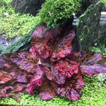 100 Aquarium Plants Red Tiger Lotus Bulb Nymphaea Zenkeri - £312.25 GBP