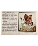 Spangled Fritillary Butterfly 1934 Butterflies Of America Insect Art PCB... - $367.96 MXN