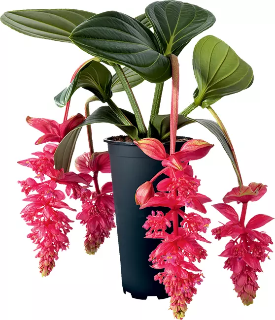 Royal Intenz Magnifica Medinilla Live Well Rooted baby plant - £38.75 GBP