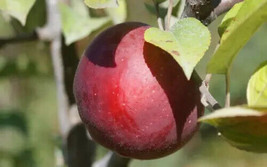 25+ Macoun Apple Seeds - £7.69 GBP