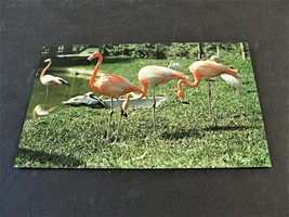 Flamingos in Everglades Wonder Gardens, Bonita Springs, Florida - 1964 Postcard. - £5.43 GBP