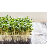 Microgreens 1 Oz 10000 Broccoli Seeds USA Seller - $21.76