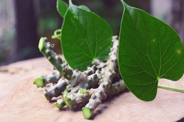 25 Tinospora cordifolia Seeds, Gurjo Seeds, Giloy Seeds - $9.00