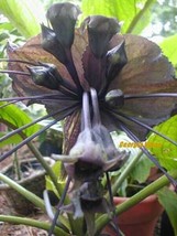 Tacca Chantrieri Black Batplant 10 Seeds Gardening Beautiful USA SHIPPING - £18.08 GBP