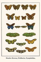 Meadow Browns, Fritillaries, Nymphalidae, 20 x 30 Poster - $25.98