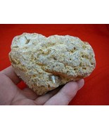 (k-483) 205 g Rare Kauri tree Gum copal young Amber New Zealand Tane Mahuta - $237.51 CAD