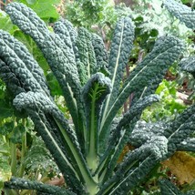 250 Lacinato Kale, Italian Dinosaur Kale, NON-GMO, Cruciferous Vegetable Seeds - £14.18 GBP