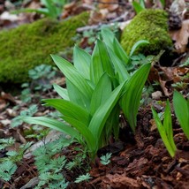 Fresh New Wild Leek Seeds Ramp Native Seeds Wild Harvest - $14.38