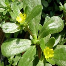 Purslane- Portulaca Oleracea Sativa-  AF Seeds - £6.24 GBP