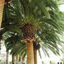 Phoenix Paludosa Mangrove Date Palm Sea Dates 5 Seeds - $343.74 MXN