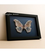 Real Silk Moth Purplish Eyespot Antheraea Polyphemus Framed Entomology S... - $107.30 CAD