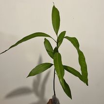 Live Plants Mango Mahachanok (mangifera) Tropical Fruit Tree 12”-24&quot; - £44.74 GBP
