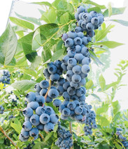 200 Blueberry Fruit Seeds Sweet Harvest Fresh Gardening USA Shipping - $9.08