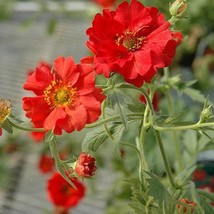 Geum Mrs. Bradshaw Flower Seeds Geum Chiloense 50 Seeds - $13.98