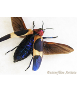 Purple Jewel Chrysochroa Buqueti Rugicollis Beetle Framed Entomology Sha... - €110,85 EUR